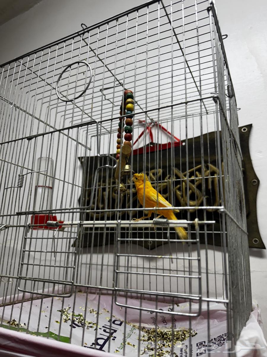 كناري للبيع64225774305155111