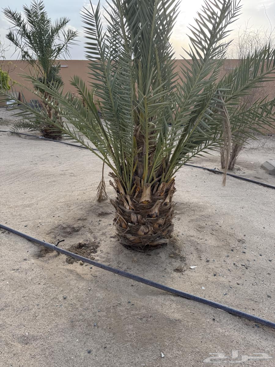 نخل جسبه للبيع64221705500674111