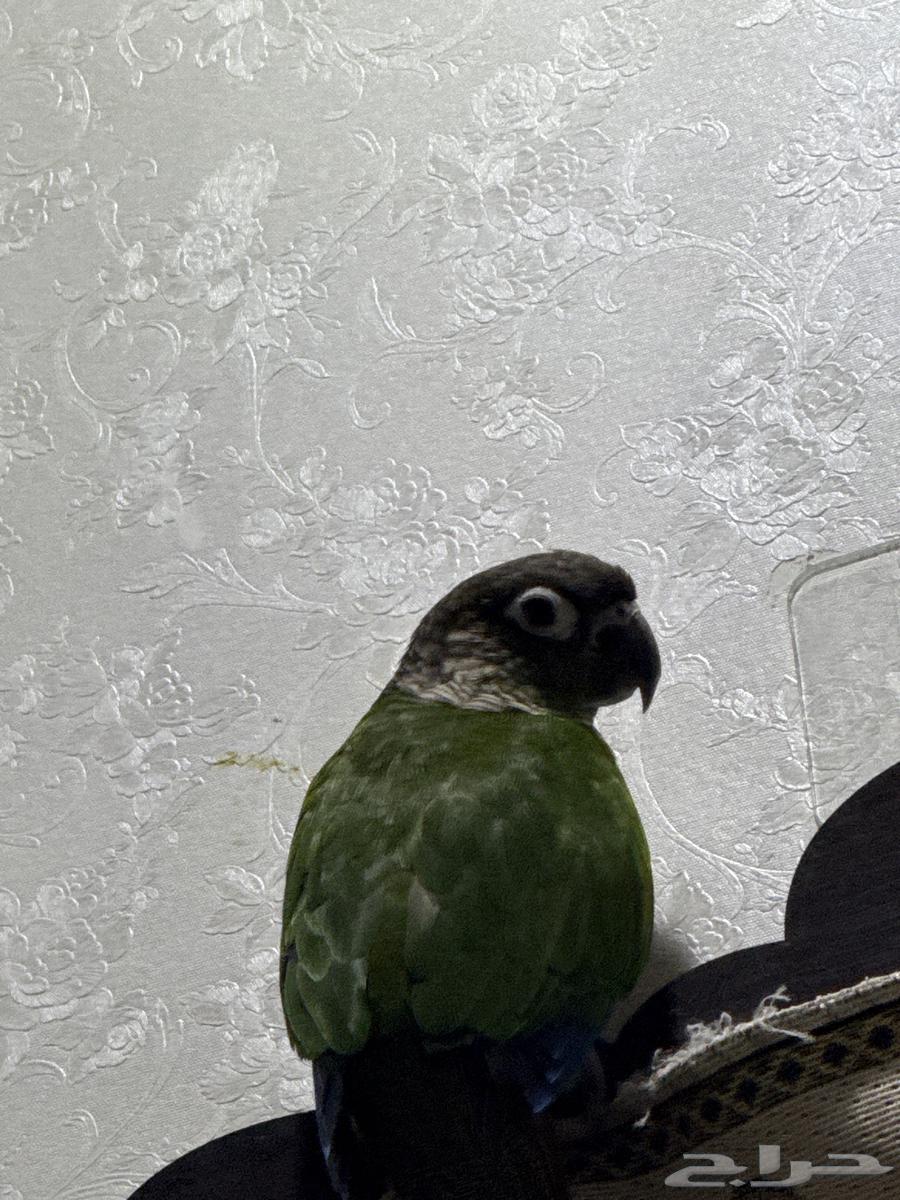 كنيور ببغاء64216597866627113