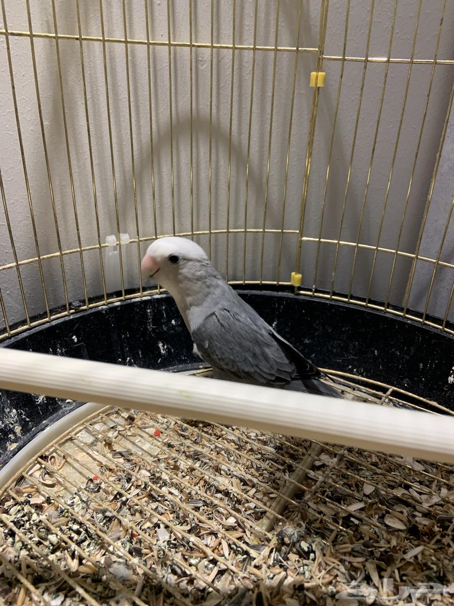 ذكر روز جاهز للبيع64220458456451110