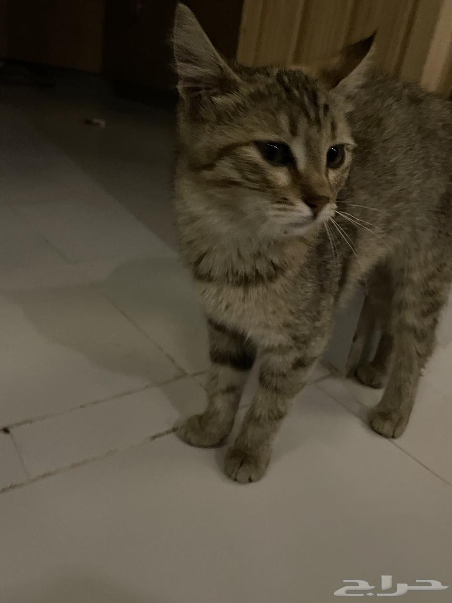 بسه اليفه جدا ولعوبة خاليه من الأمراض تحتاج احد يتبناها64225556834818110