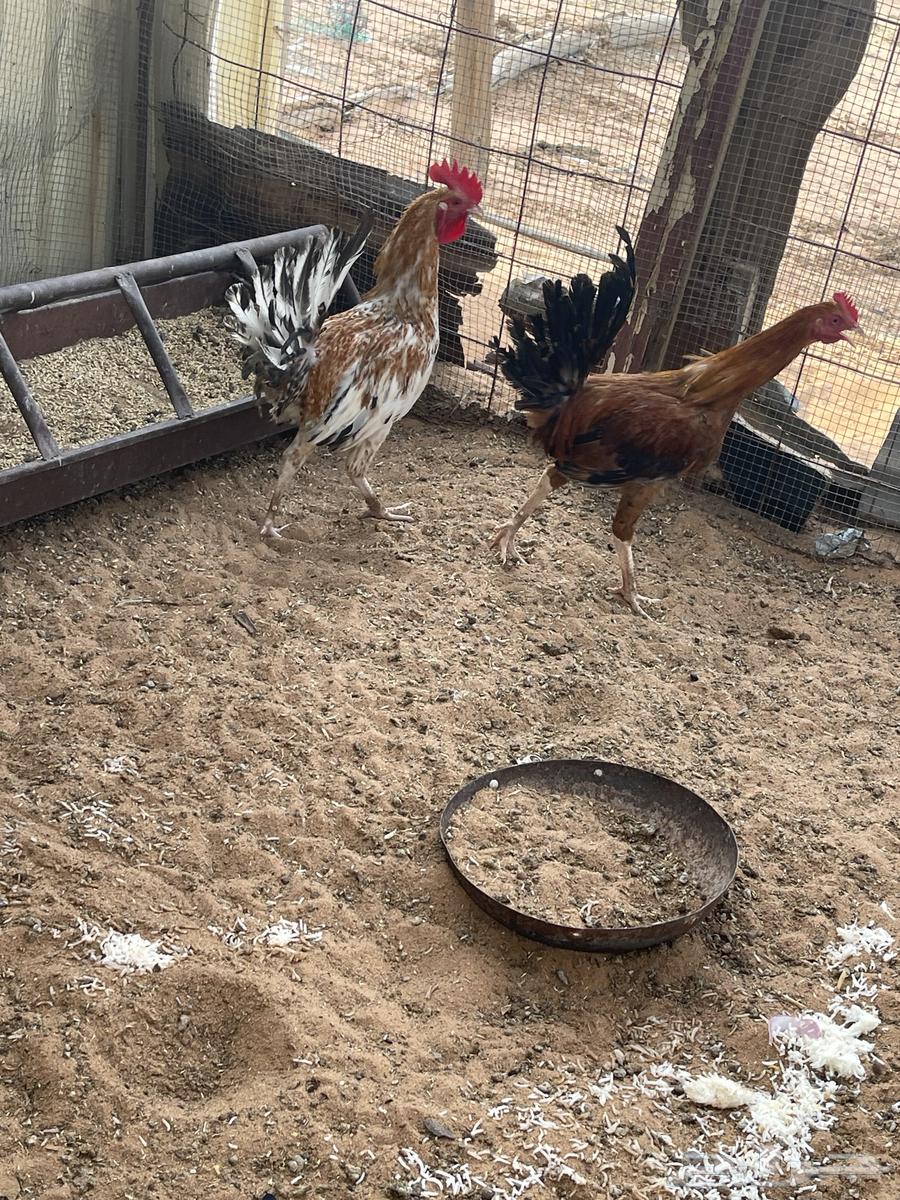 ديكه للبيع64221486154497110