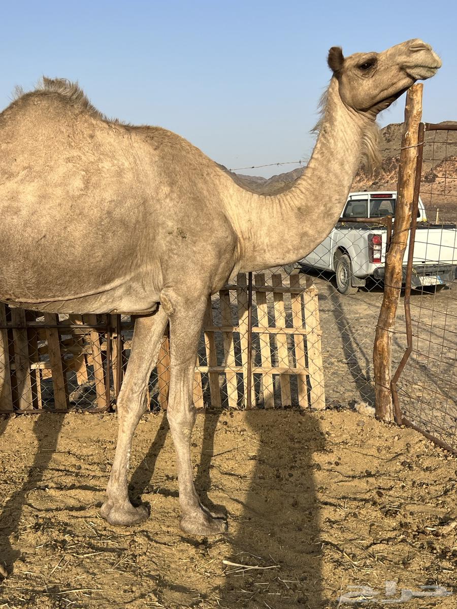 A fine she-camel for 6200, no bargaining64210450466307110