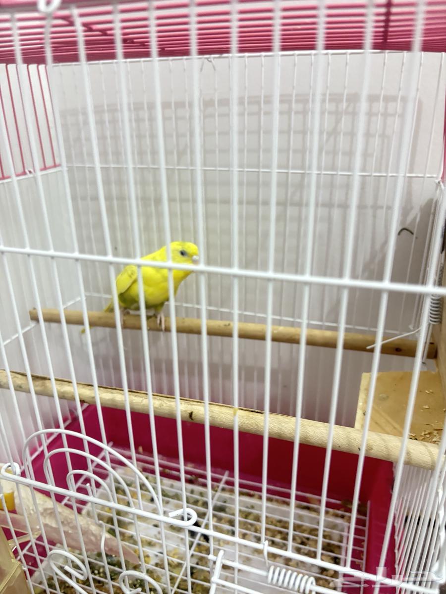للبيع أنثى باجي مع القفص والعشق عمرها تقريبا6 شهور64209795878531113