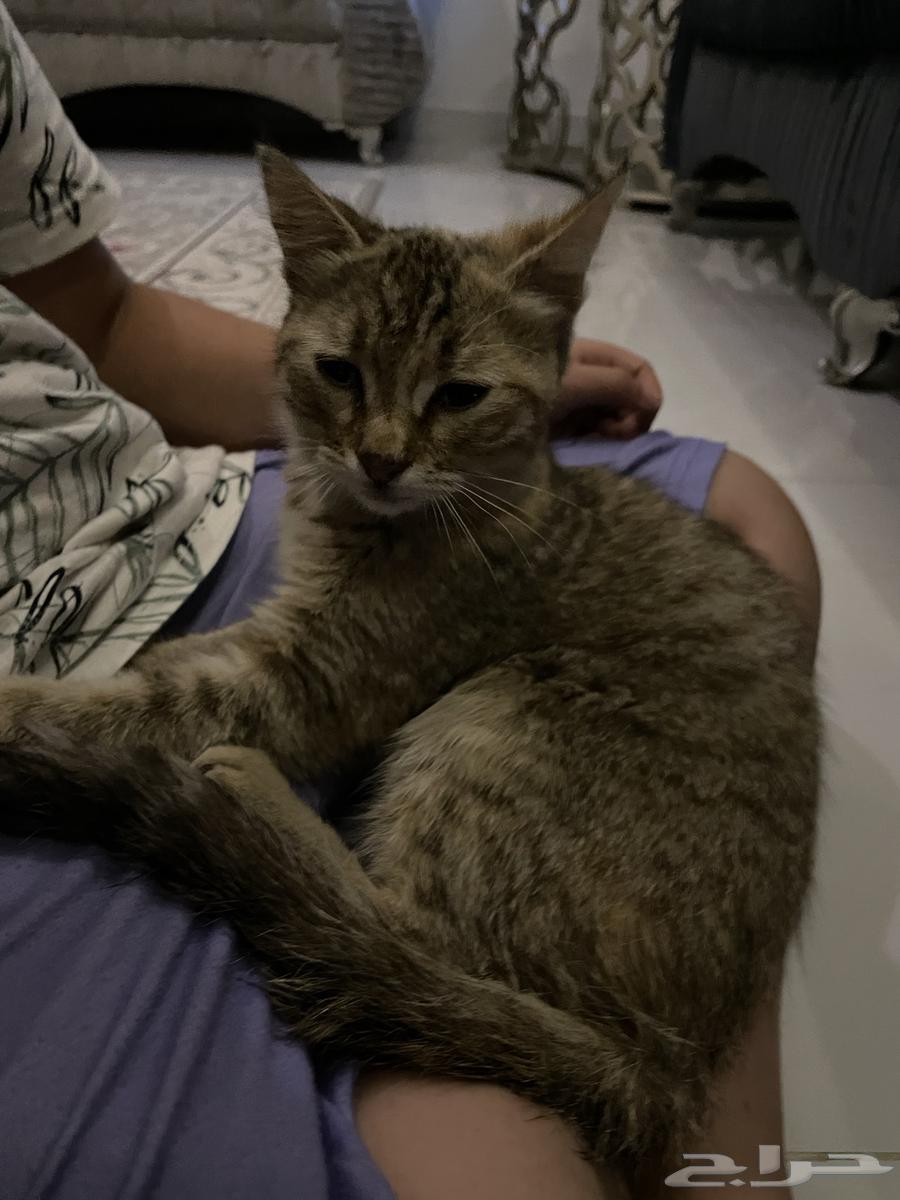 بسه اليفه جدا ولعوبة خاليه من الأمراض تحتاج احد يتبناها64225556834818114