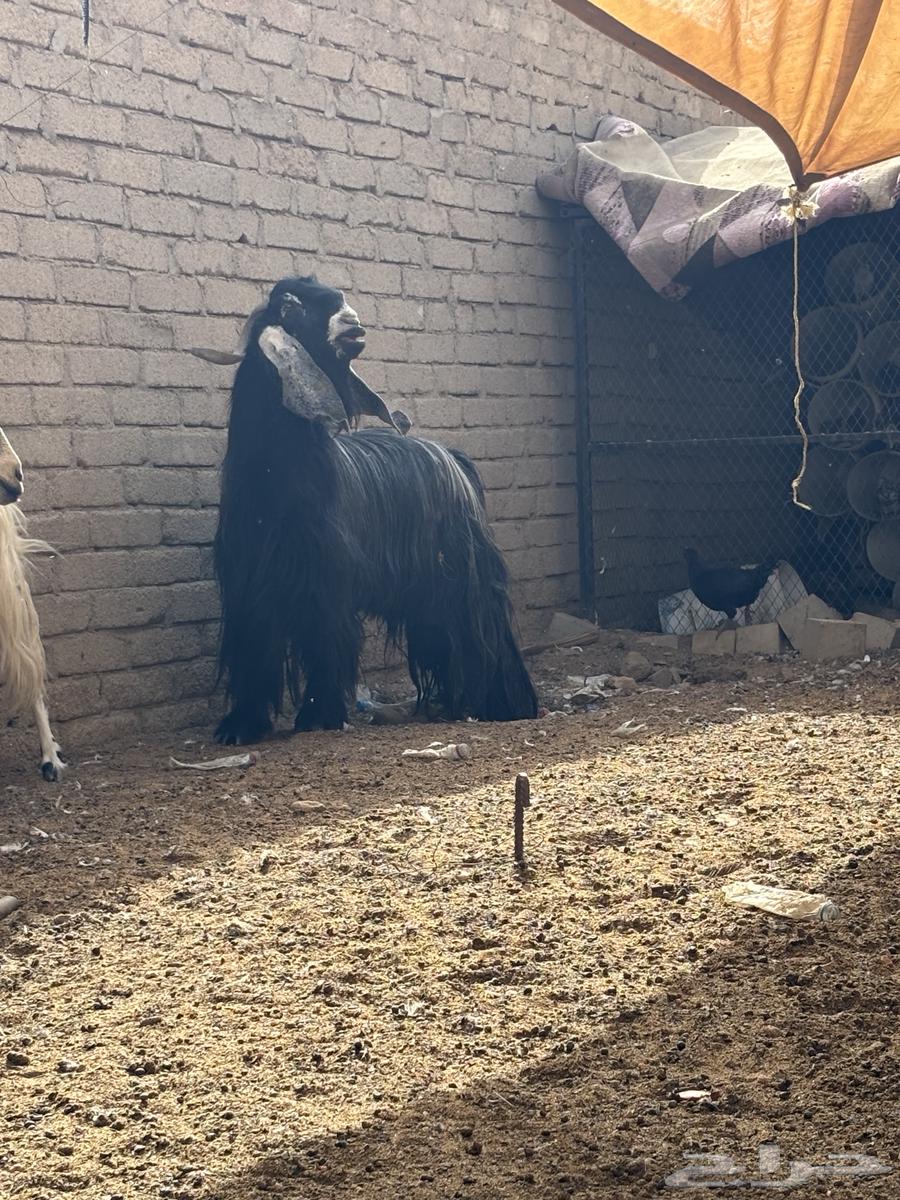 تيس فحل عارضي( تم البيع)64221486247297111