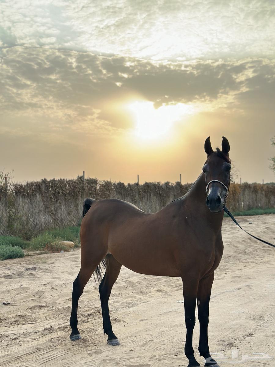 فرس مصريه بيور64215173520514110