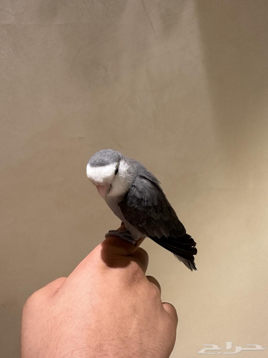 روز اليف يطلع على اليد64222968706689111