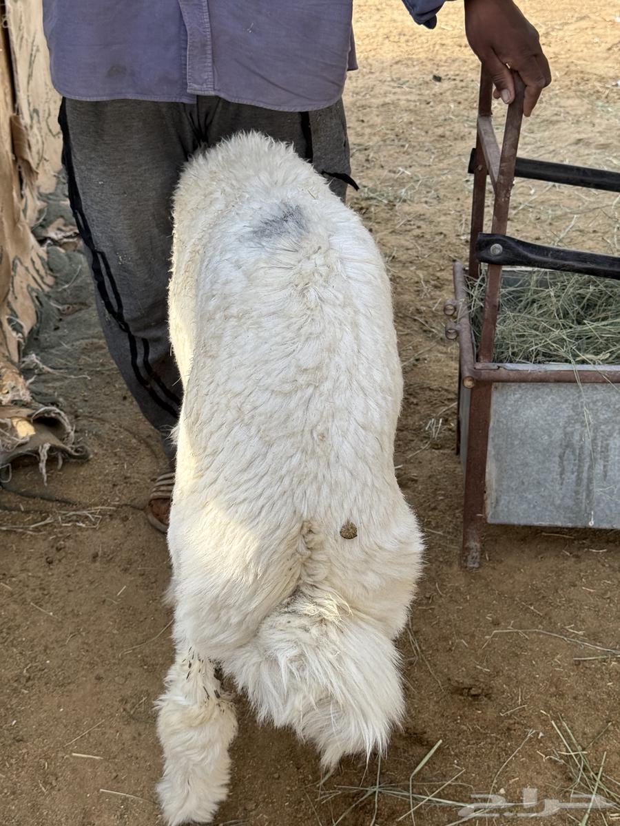 غنم حري للبيع جزله ومغلقه64221081732482114