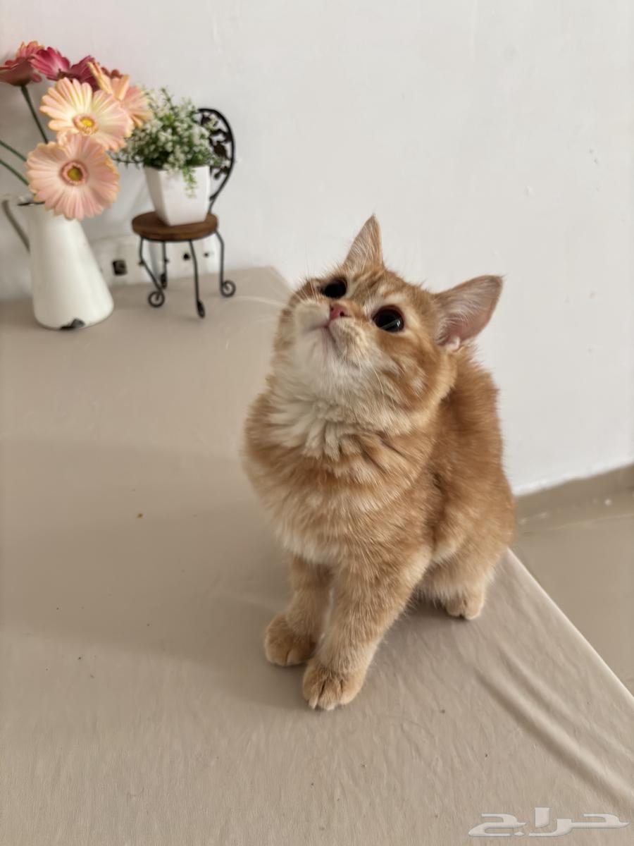 Kitten Scottish64212130228994111