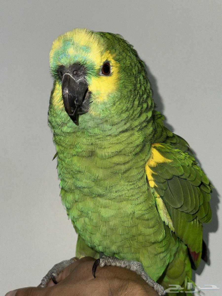 امزون بلوفرنتد64227706461442114