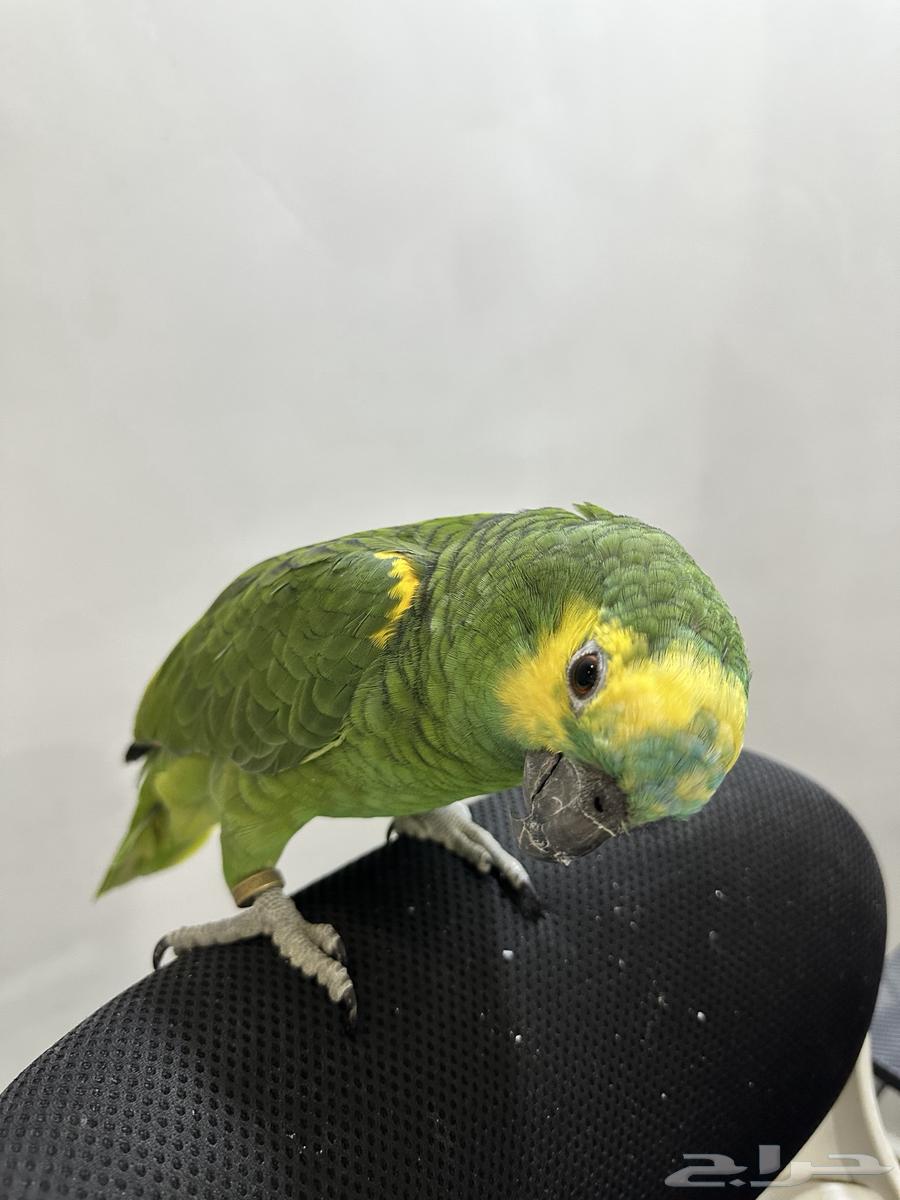 امزون بلوفرنتد64227706461442111