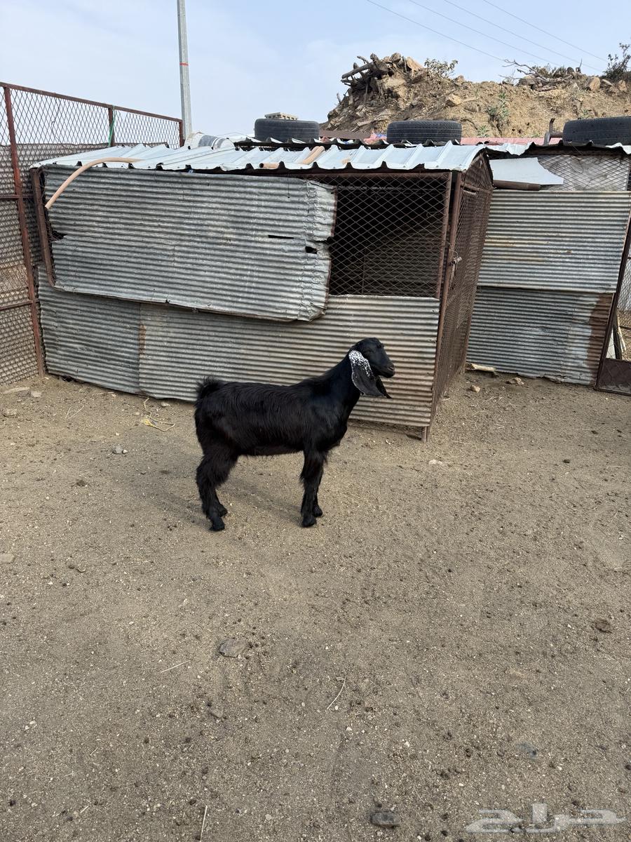 تيوس سمان تم البيع خارج الموقع64211707165697113