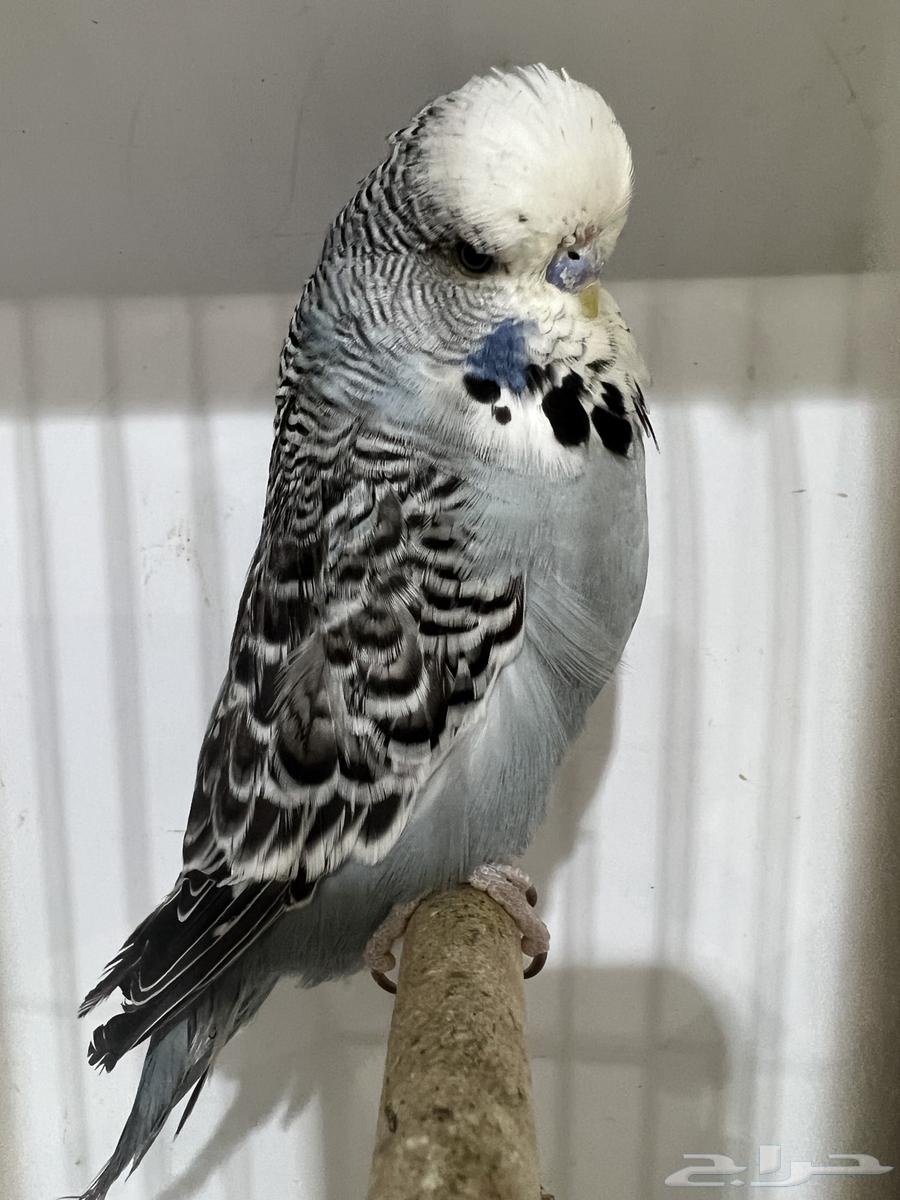 English Crest and Split Crest64221276131201110