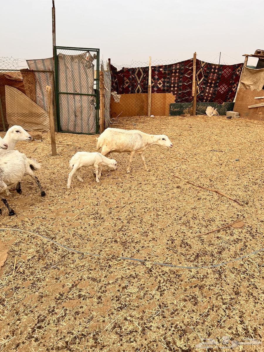 رفيديه متبع بخروف الإعلان الأول64229310232833112