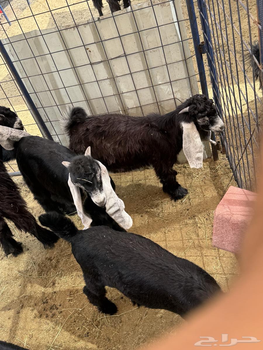 ثلاث تيوس مخصاه للبيع64231332623363113