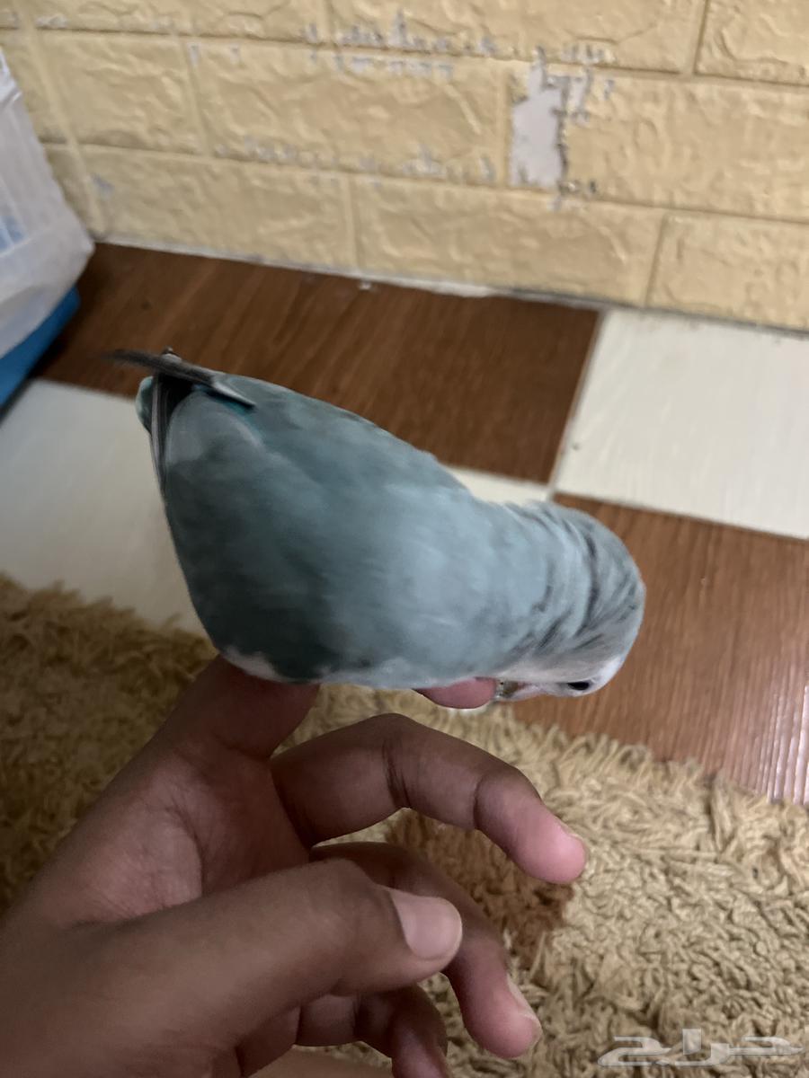 بغبغاء روز64242090563843114