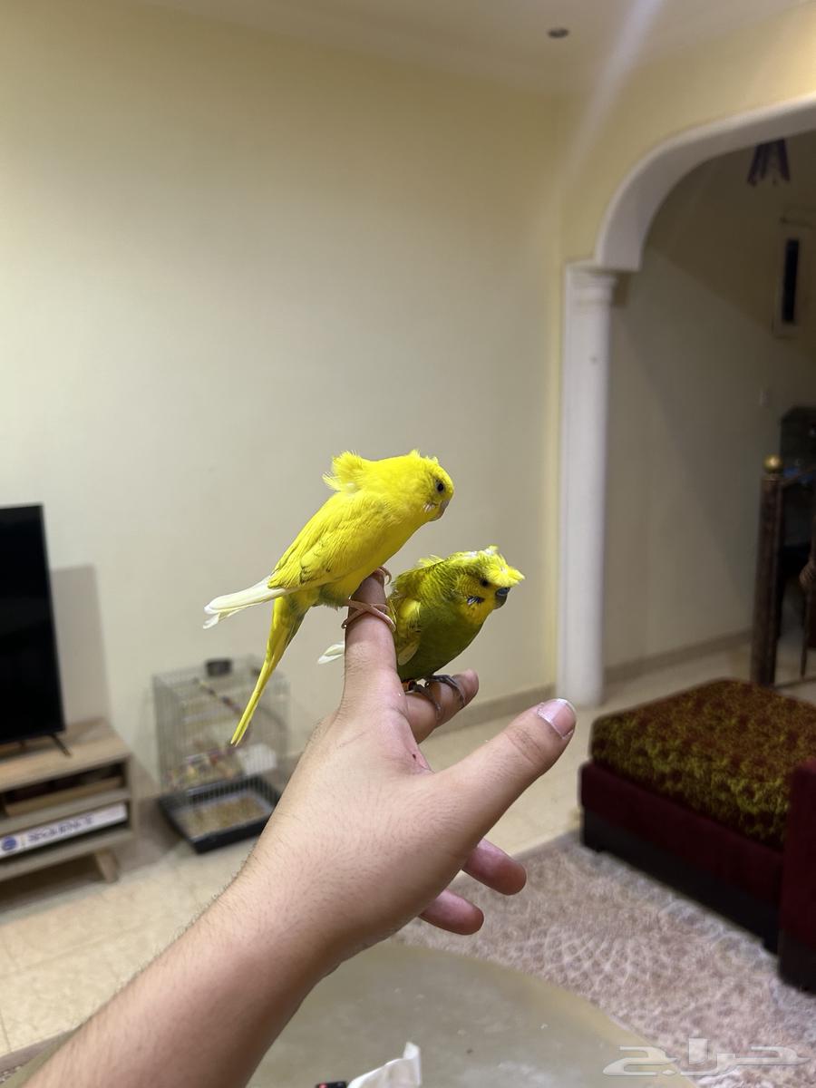 للبيع زوج بادجي مميز وأليف جد ((تمم البيع ))64230316516867110