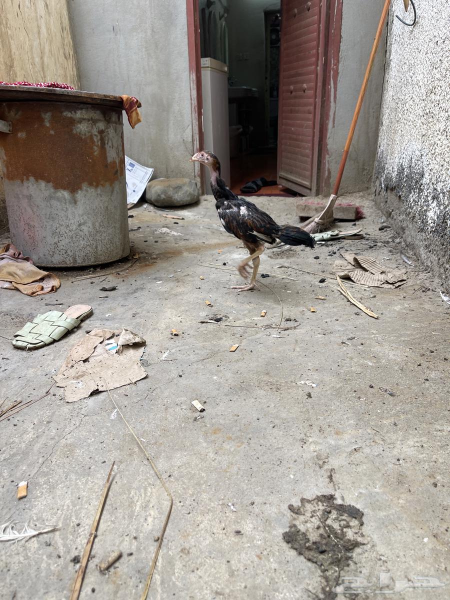 ديك يباني64217529901827113