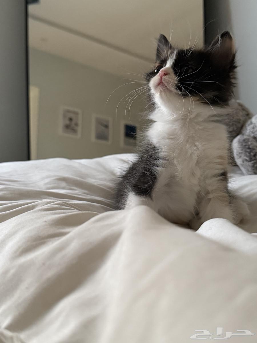 كيتن للبيع64231182161665112