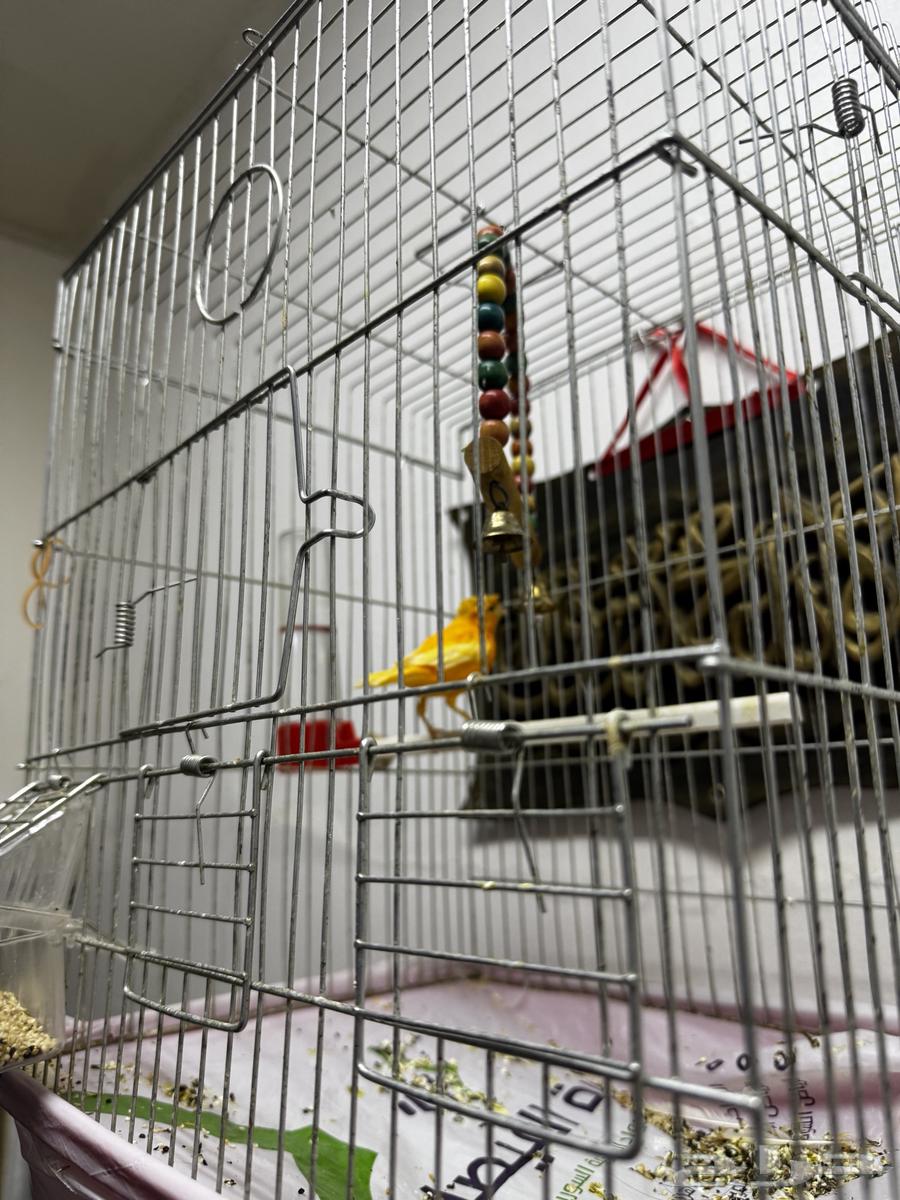 كناري للبيع64225774305155112