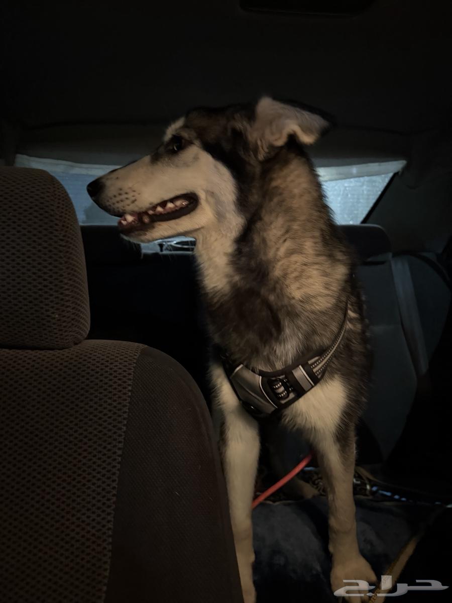 انثى هاسكي جاهزه للتزاوج64219828799874111