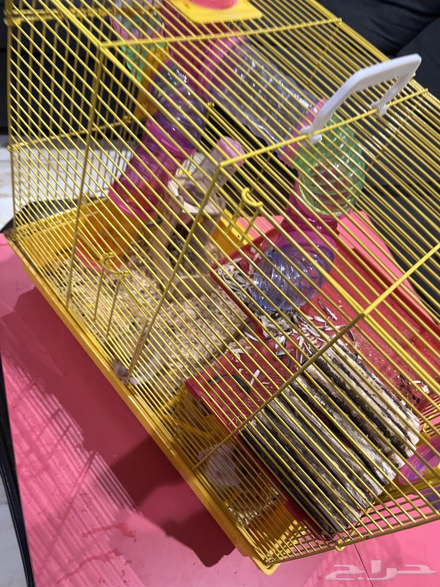 همستر للبيع64214246553347110