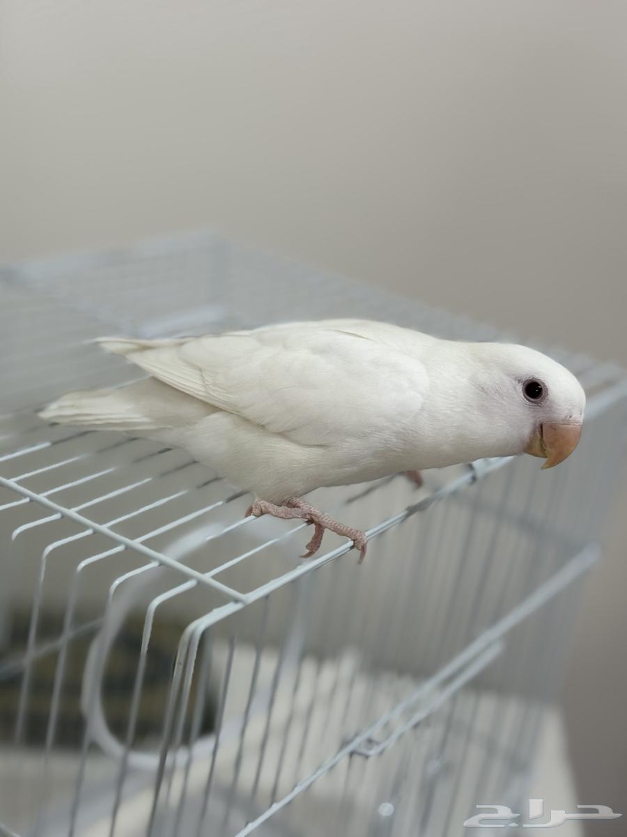 فرخ روز بينو عيون حمر64221081890306111