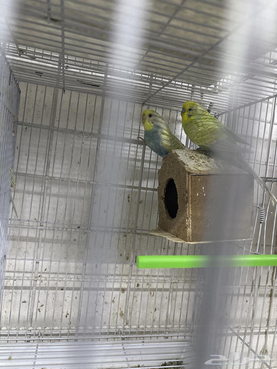 اجواز بادجي جاهزه64226773219586110