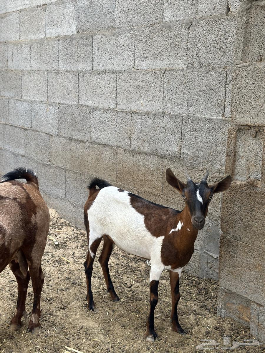 للبيع جنوبيات64211280592130112