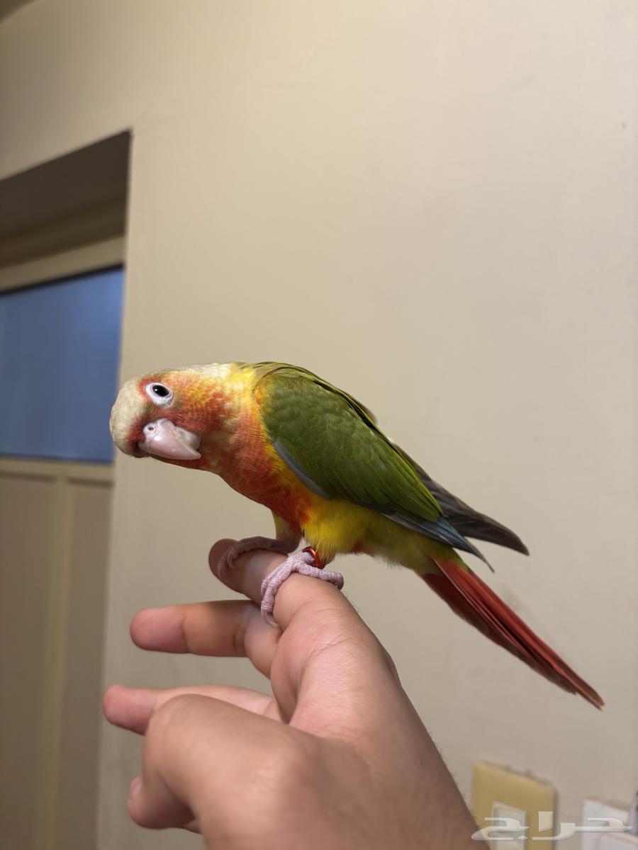 كنيور اليف مفطوم64226569999873110