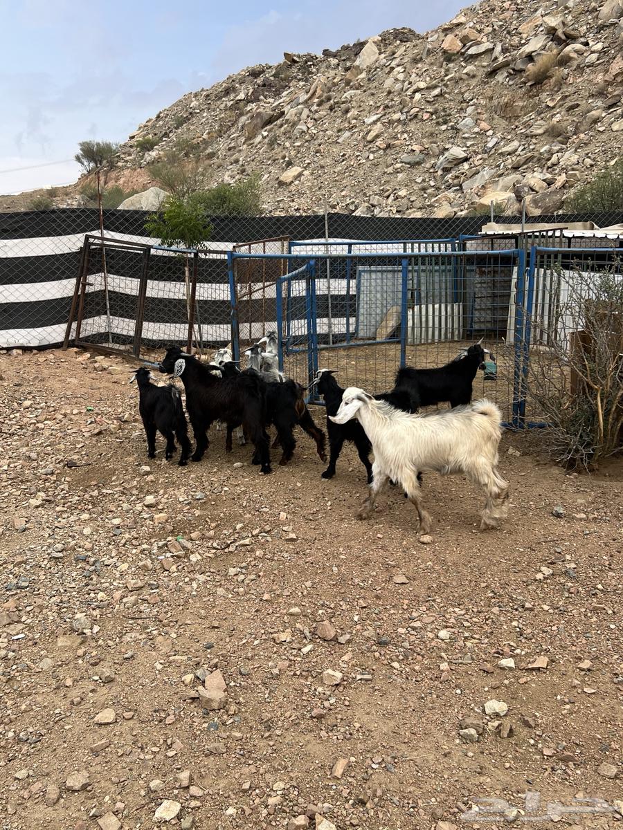 تيوس للبيع64219014972419113