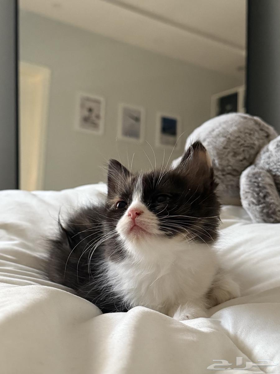 كيتن للبيع64231182161665114