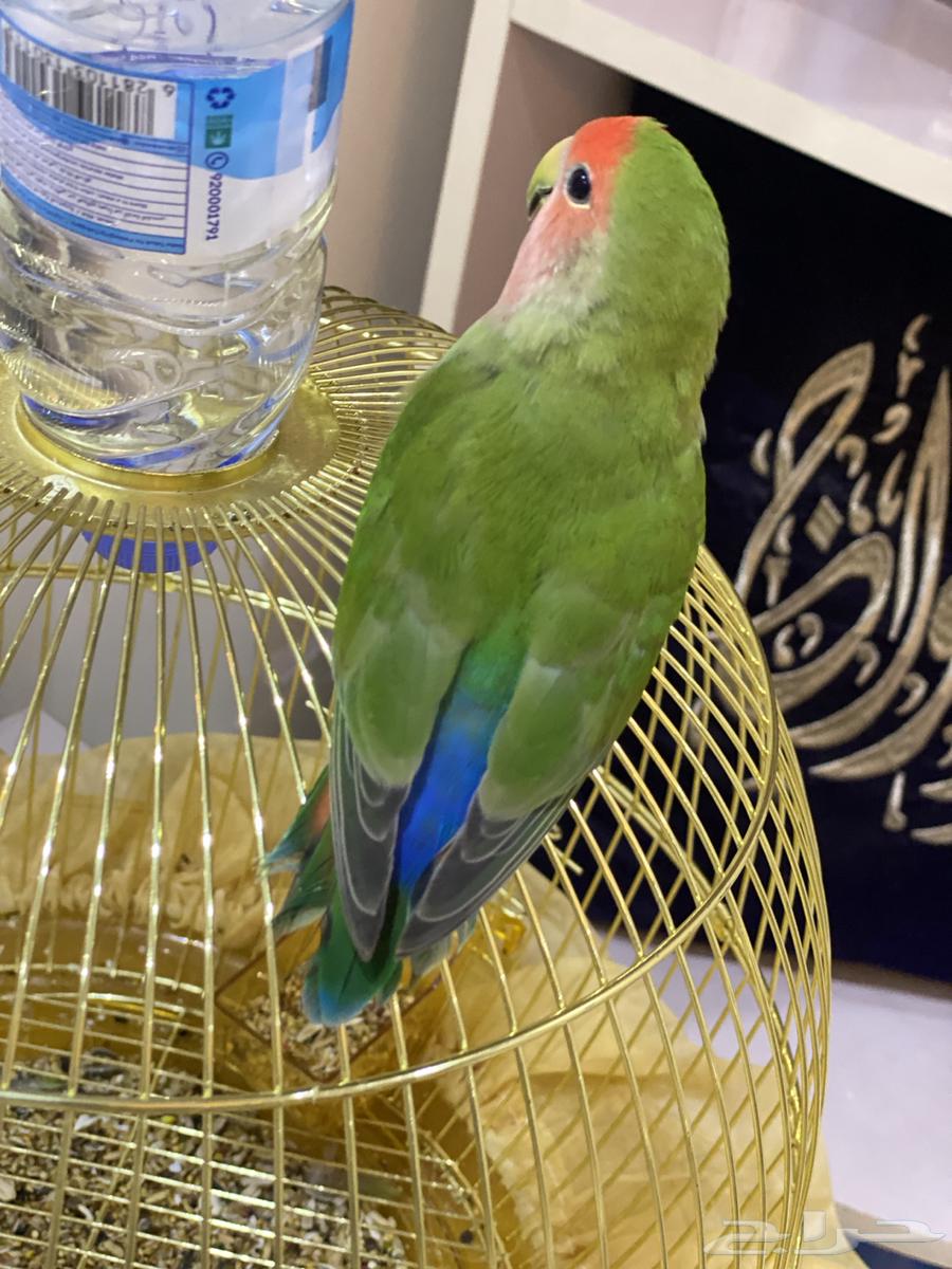 روز للبيع العمر 4 اشهر اليف جدا64220227031169111