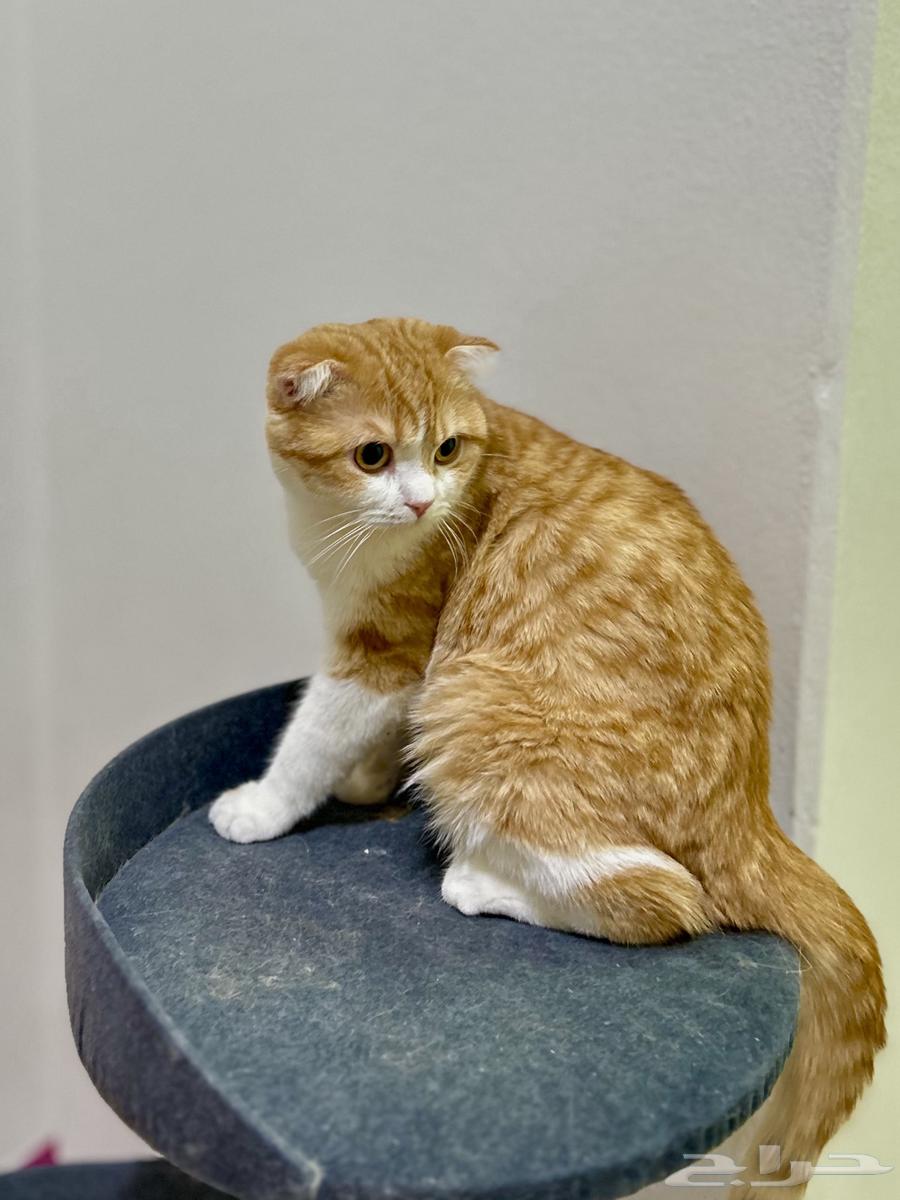 قط سكوتش فولد للبيع المستعجل64228558233857110