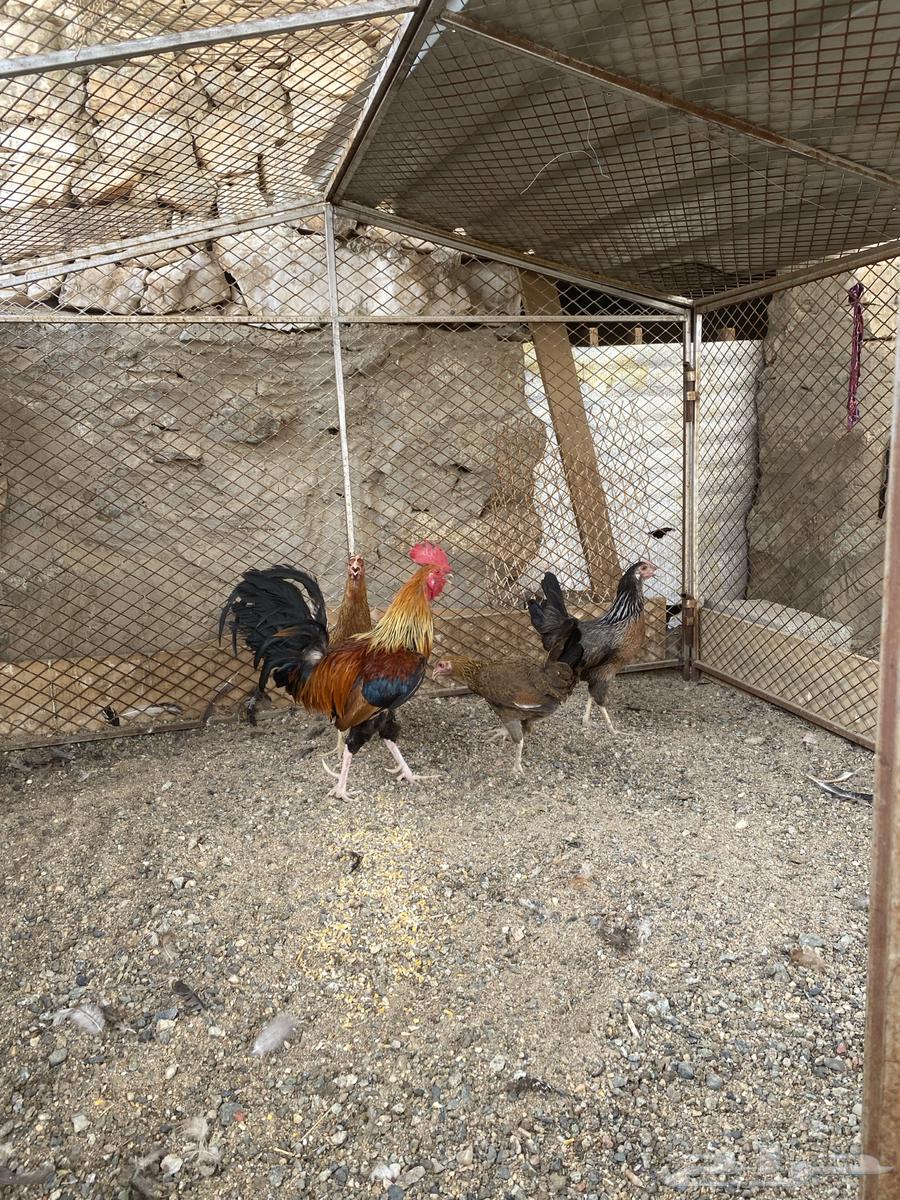 تم البيع64217770611202110