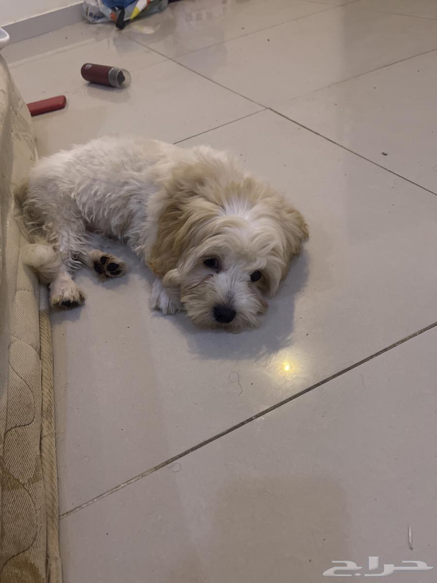 كلب مالتيز بيور64231182341891111