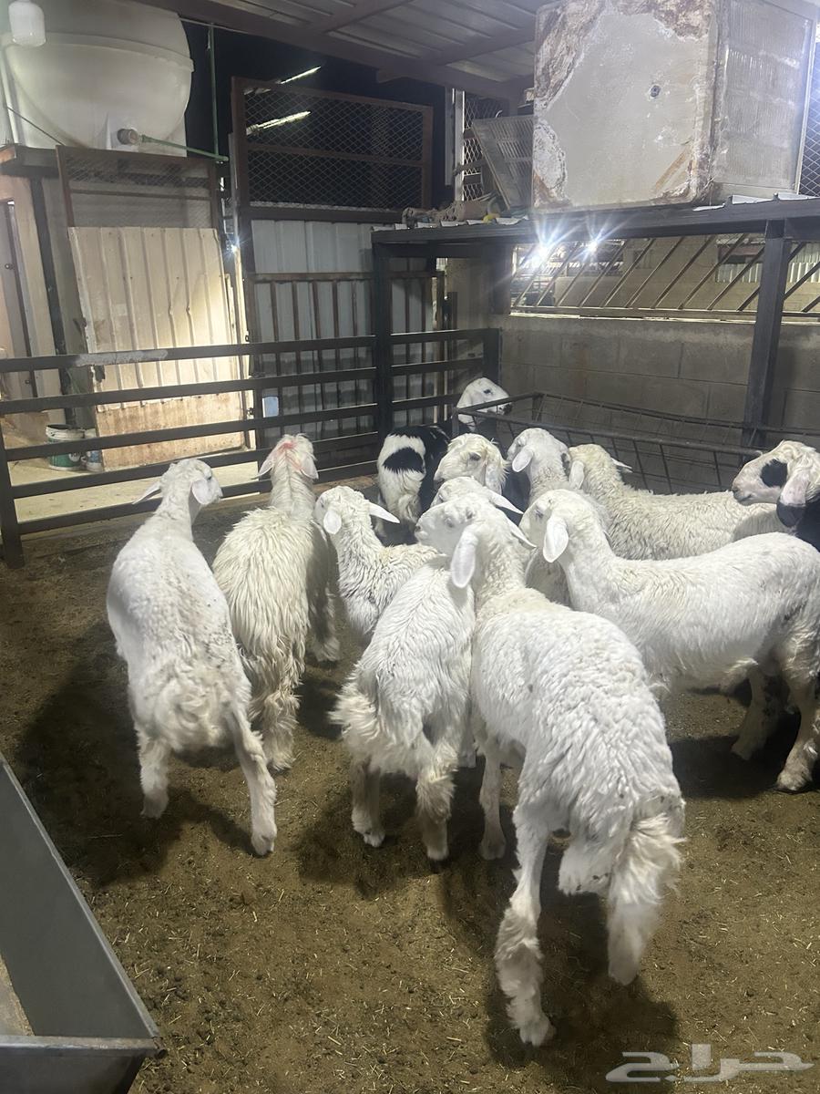 طليان للبيع في سوق الجربوع حصيره رقم 2764226569597571113