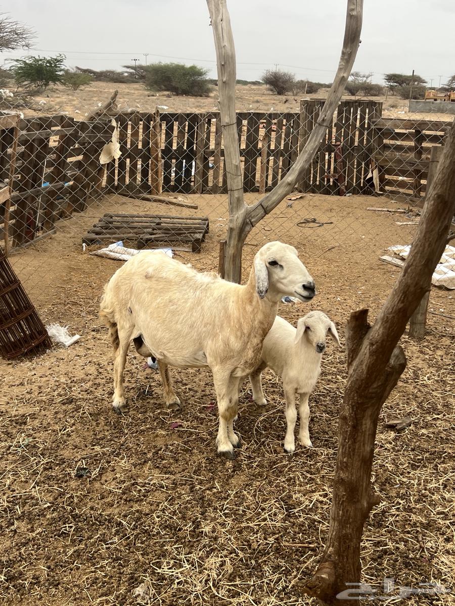 نعجه حري ولولد للبيع (تم البيع)64223483847681113