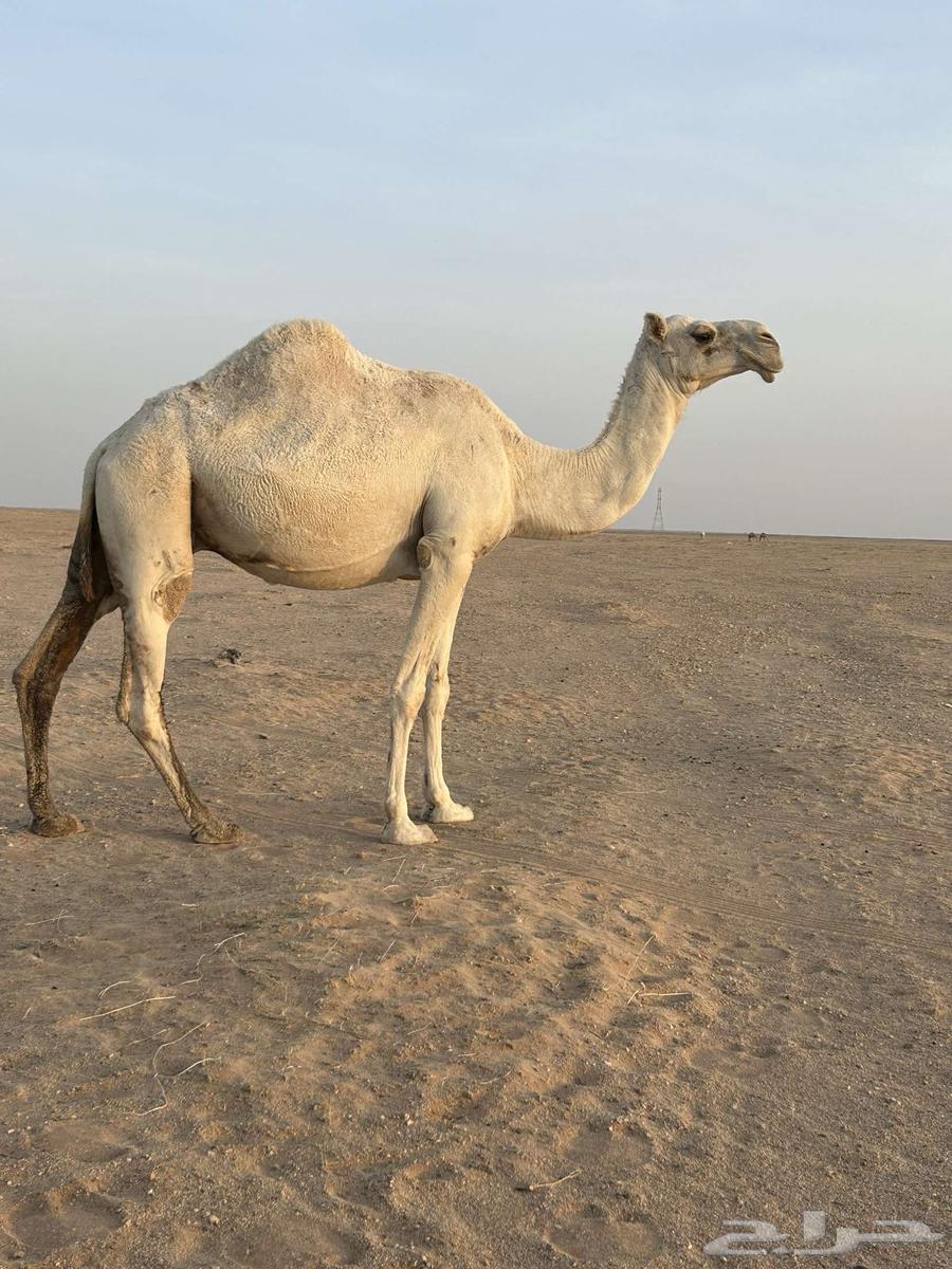 للبيع ضروبه64225774110595111