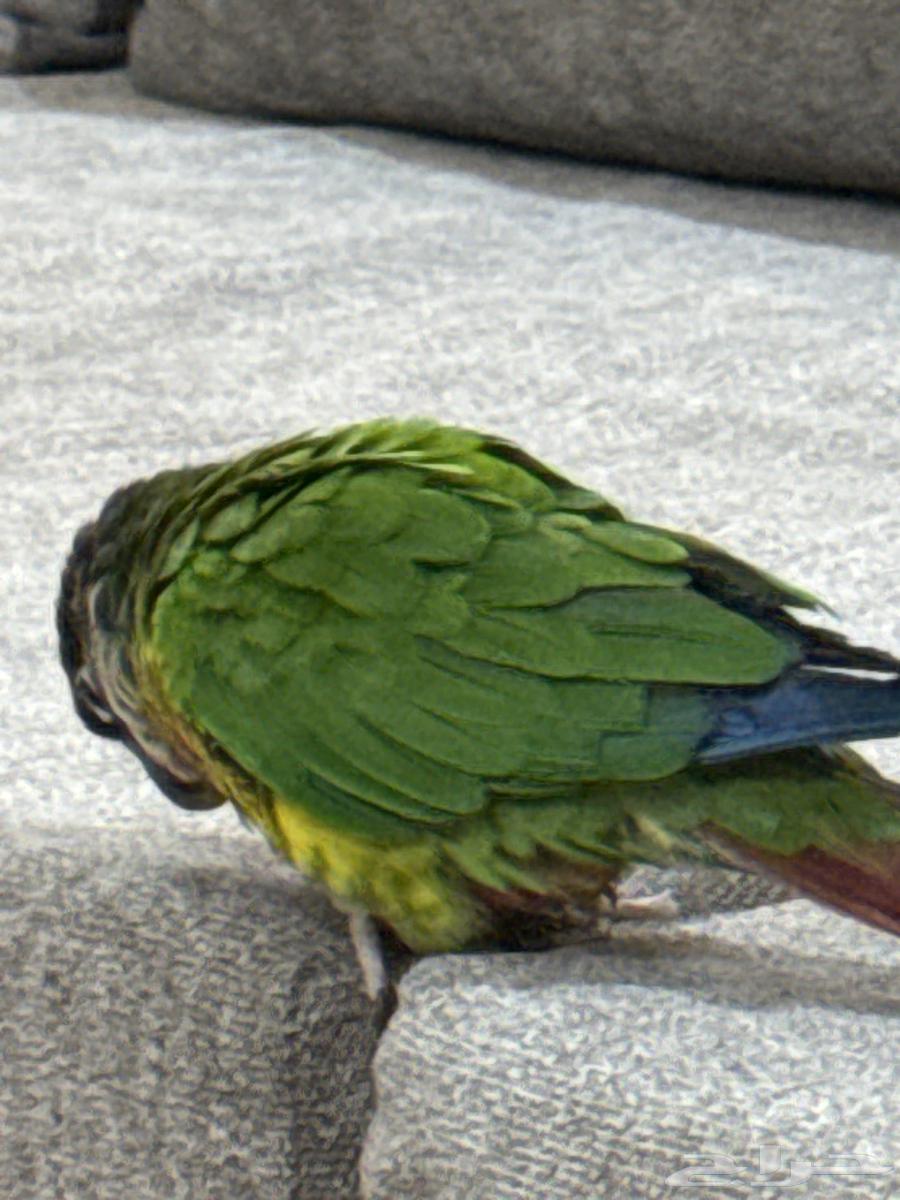 كنيور ببغاء64216597866627110