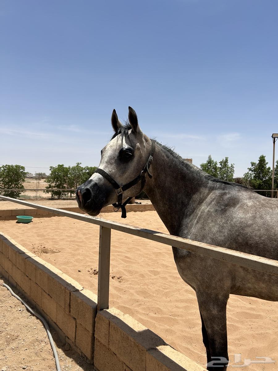 فرس شعبية منوة القاني64212775307521113