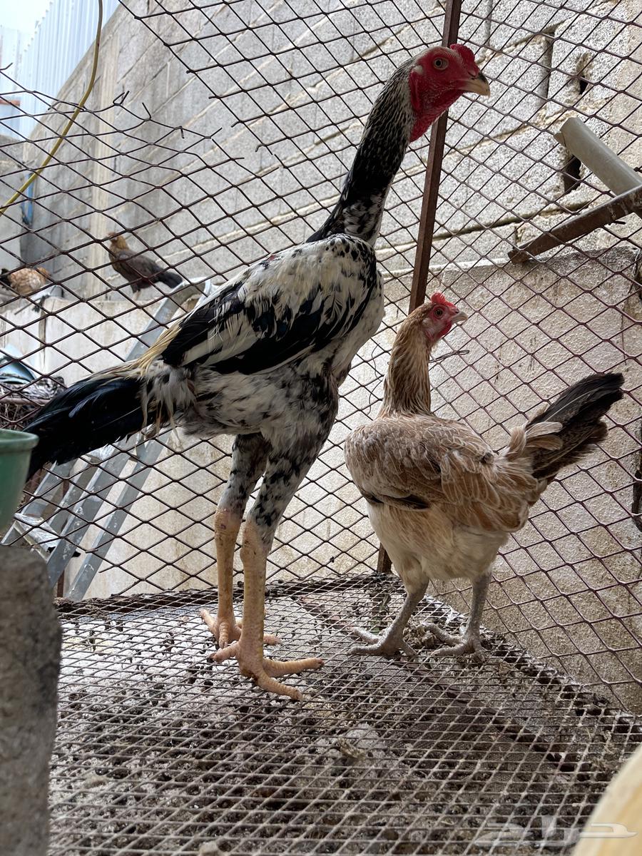 ديك يباني64217529901827110