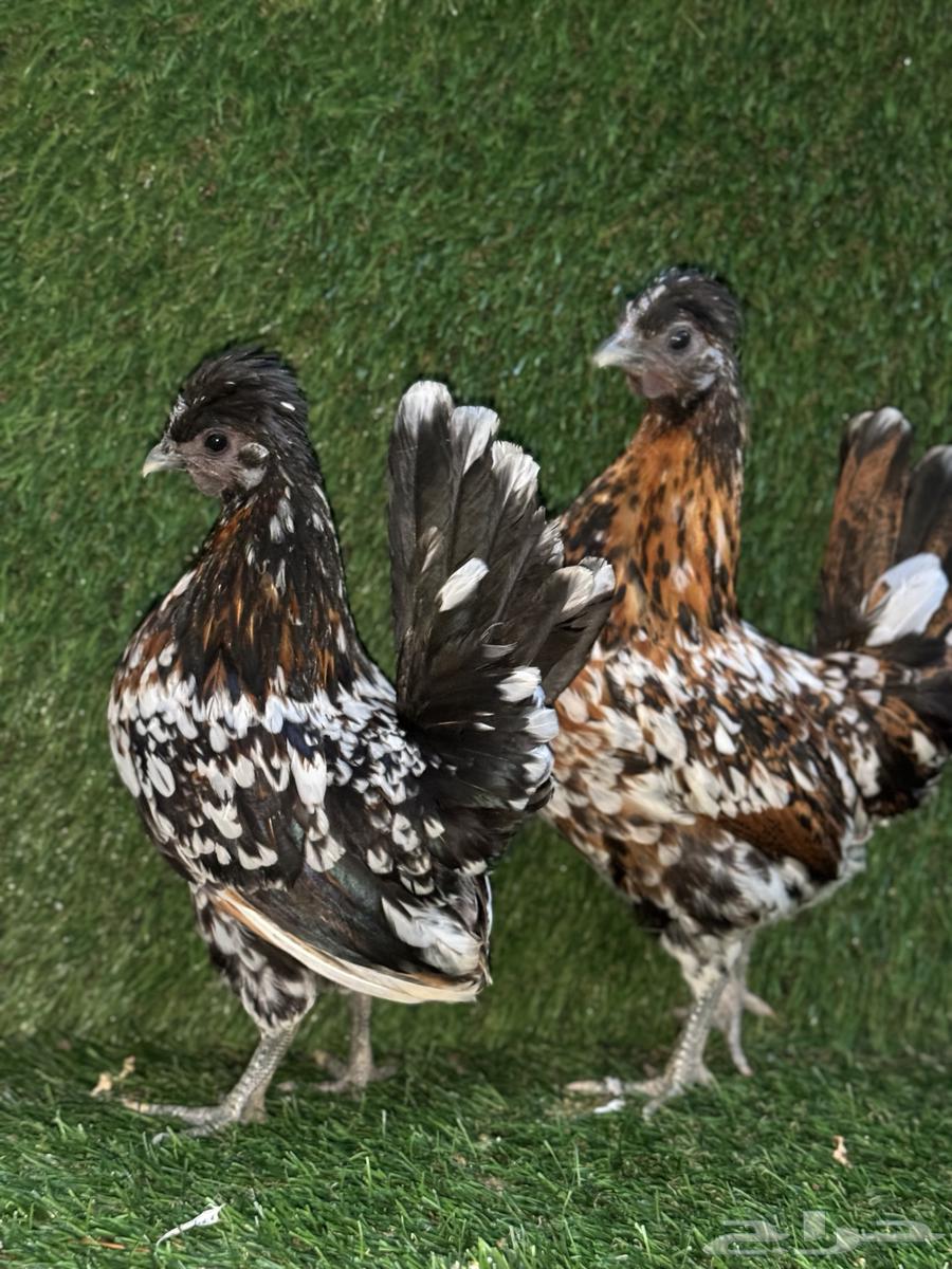 للبيع دجاج كويتي فاخر64226394895617110