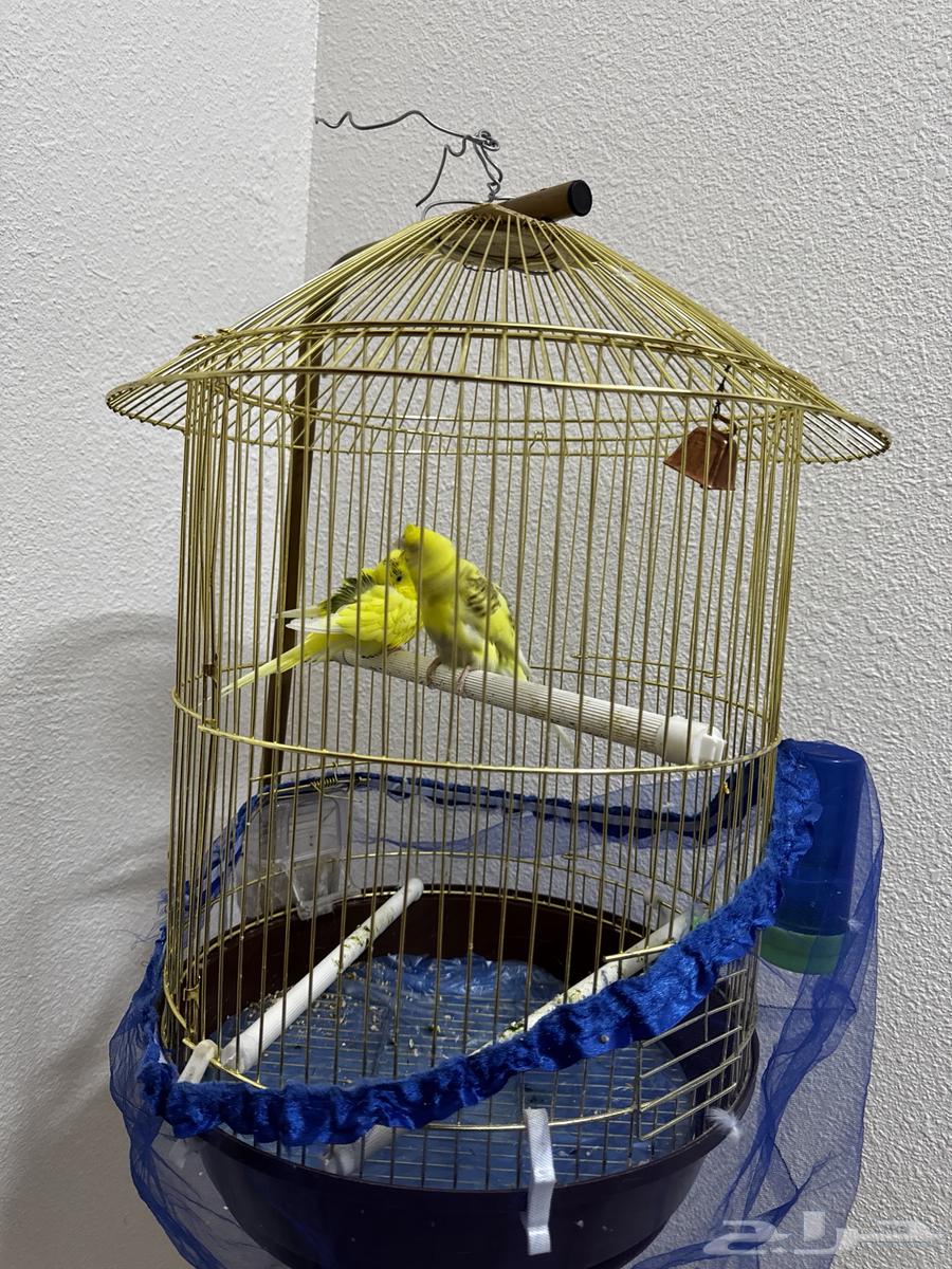 عصافير مع القفص والاستاند64221485956097111