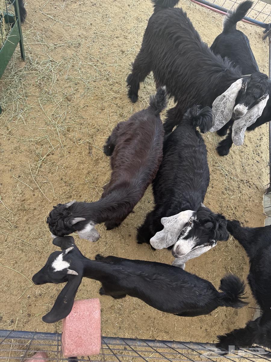 ثلاث تيوس مخصاه للبيع64231332623363111