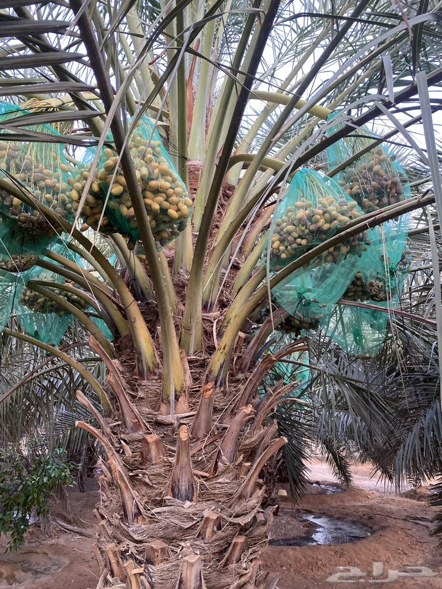 تمر صقعي في النخل للبيع64217972843649111