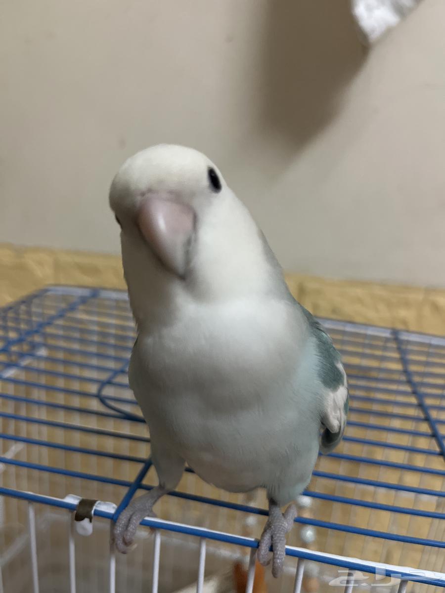 بغبغاء روز64242090563843111