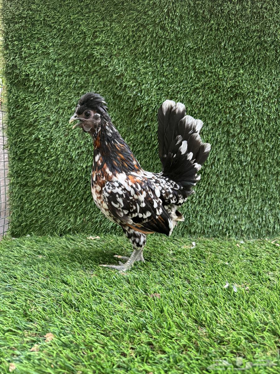 للبيع دجاج كويتي فاخر64226394895617111