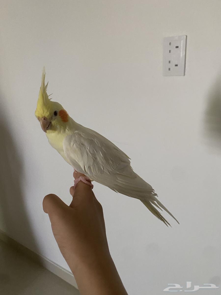 للبيع كروان64216597545091110